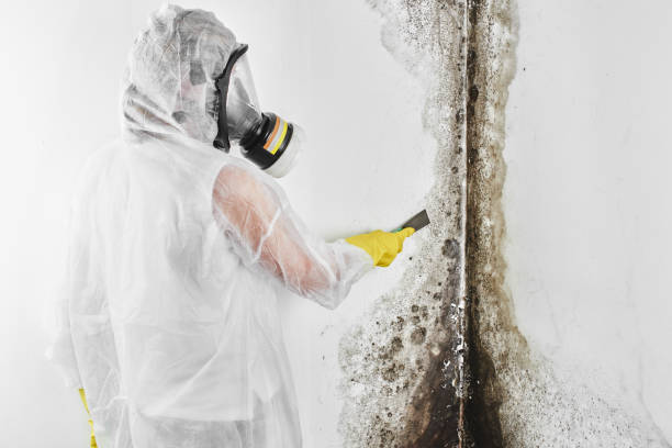 Environmental Consulting for Mold Prevention in Miramar, FL